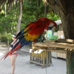 Macaw