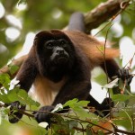 Howler Monkey