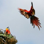 Scarlet Macaw