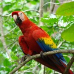 Scarlet Macaw